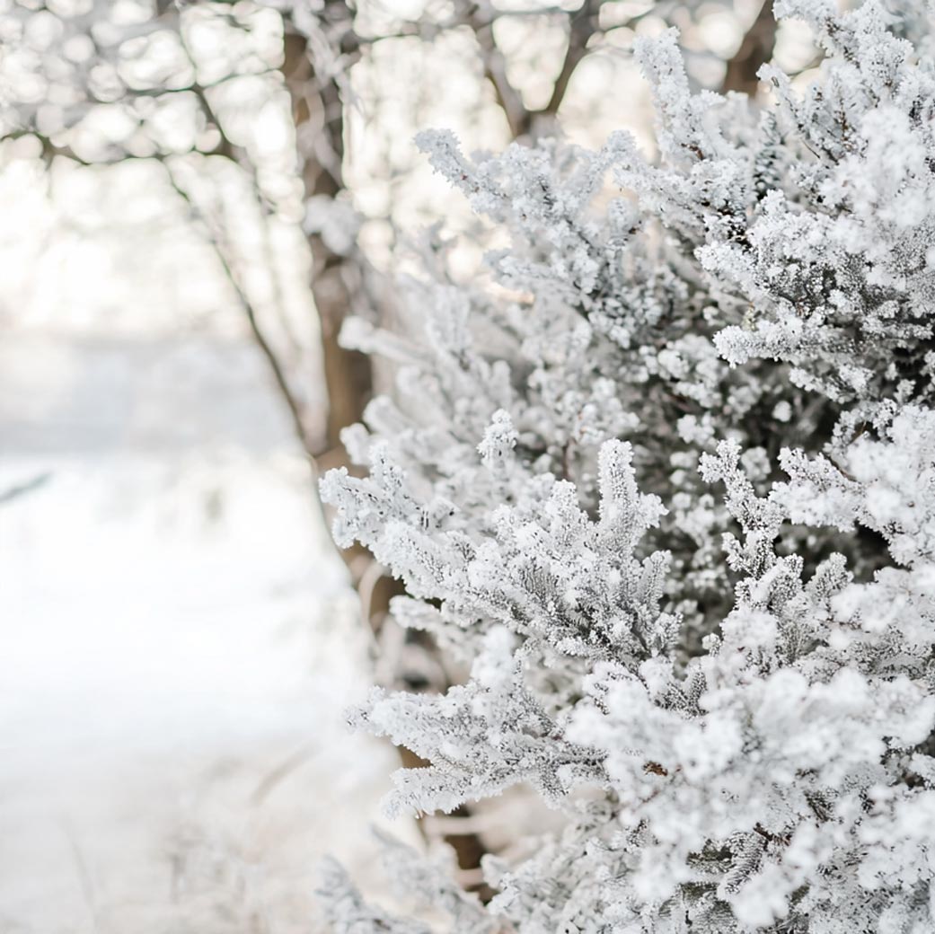 Winterliche Nahaufnahme von Büschen und Bäumen, deren Äste dicht mit weißem Raureif bedeckt sind, unscharfer Hintergrund. Winterliche Nahaufnahme von Büschen und Bäumen, deren Äste dicht mit weißem Raureif bedeckt sind, unscharfer Hintergrund.