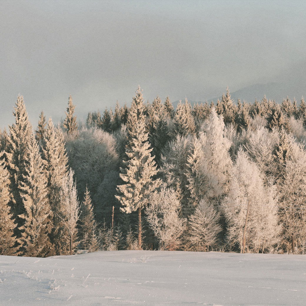 Schneebedeckte Winterlandschaft mit frostigen Tannen und kahlen Bäumen vor einem grauen Himmel, ruhiges Feld im Vordergrund.